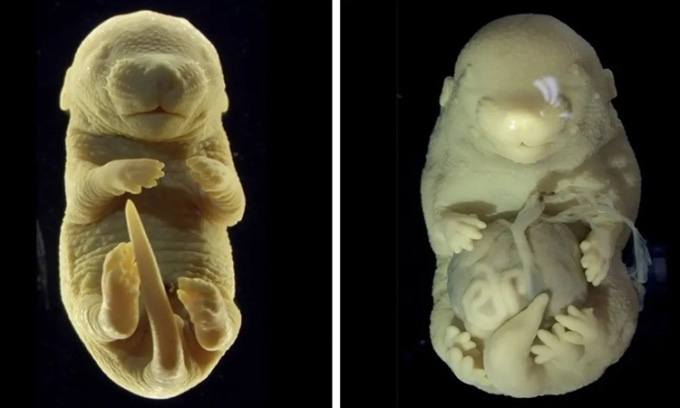 Picture 1 of For the first time, Portuguese scientists created a 6-legged mouse