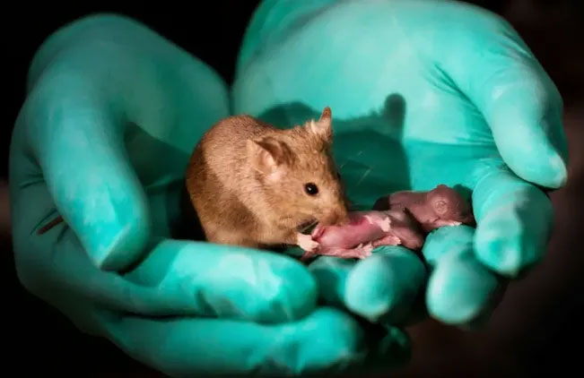 Picture 1 of For the first time successfully performed parthenogenesis in mice