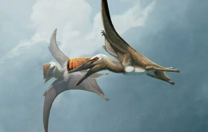 Fossils shed light on history of ancient pterosaurs Picture 1