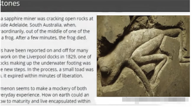 Picture 4 of Found 2 million-year-old frog still living in oil field: 'Key' of human longevity?
