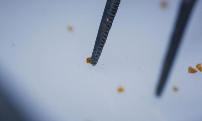 Picture 1 of Found amber containing fragments of asteroid that wiped out dinosaurs