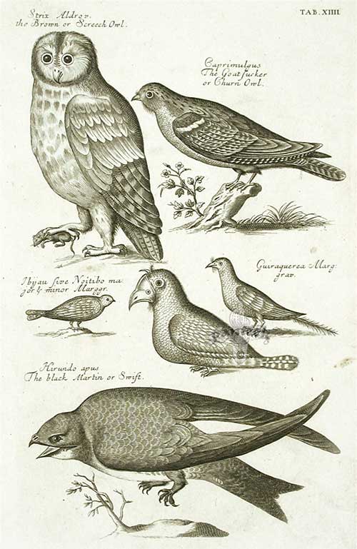 Picture 2 of Francis Willughby: The First to Classify Birds