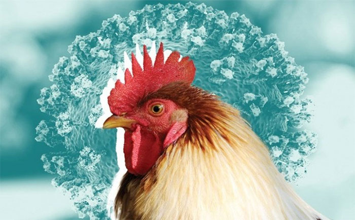 Picture 1 of Frequently asked questions about bird flu transmitted to humans