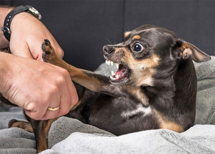 Picture 1 of Frequently asked questions about rabies