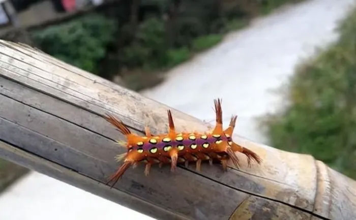 Picture 1 of From 'monster' to 'treasure': This horror species is helping many people make a fortune
