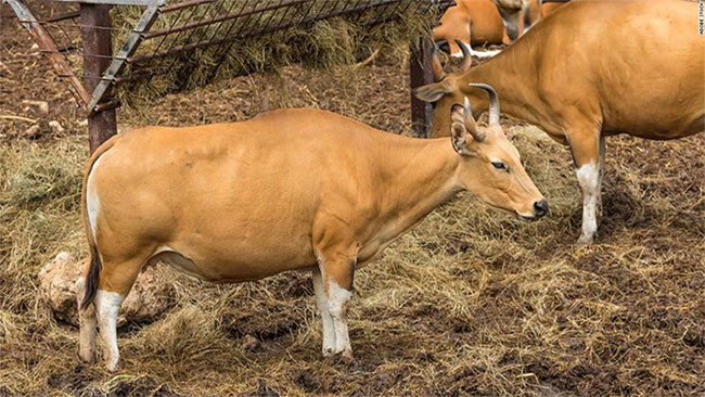 Picture 4 of 'Frozen Zoo' revives animals on the verge of extinction