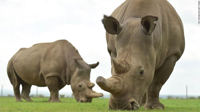 Picture 7 of 'Frozen Zoo' revives animals on the verge of extinction