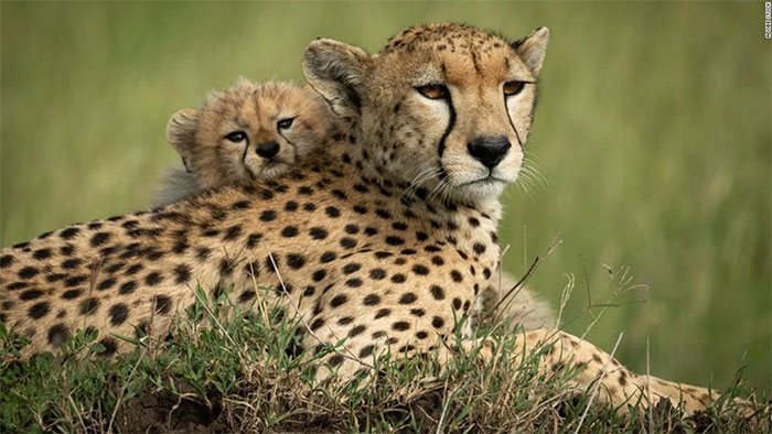 Picture 8 of 'Frozen Zoo' revives animals on the verge of extinction