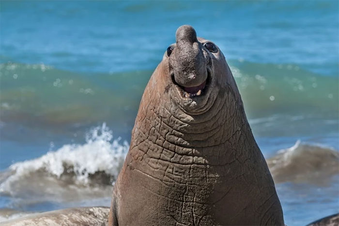 Funniest wild animal photos of 2024 Picture 14