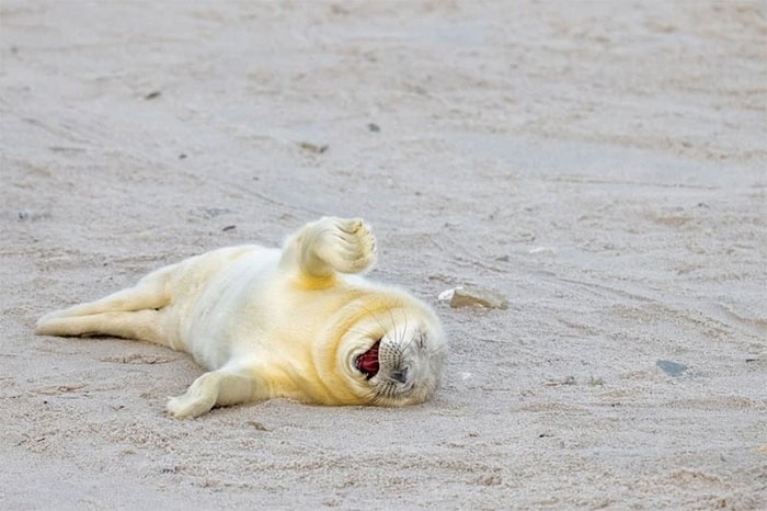 Funniest wild animal photos of 2024 Picture 16