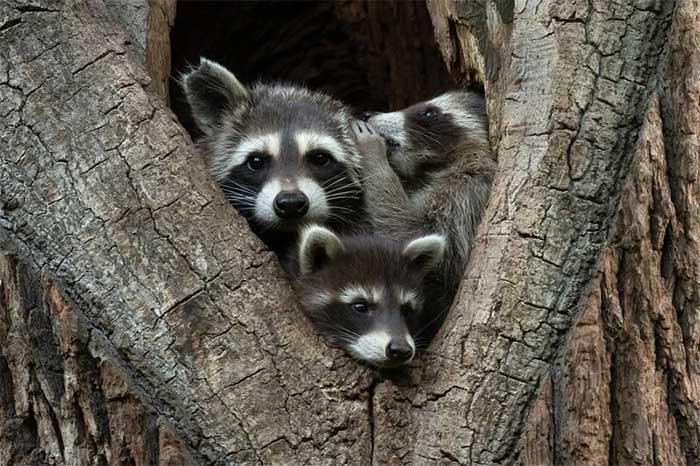 Funniest wild animal photos of 2024 Picture 17