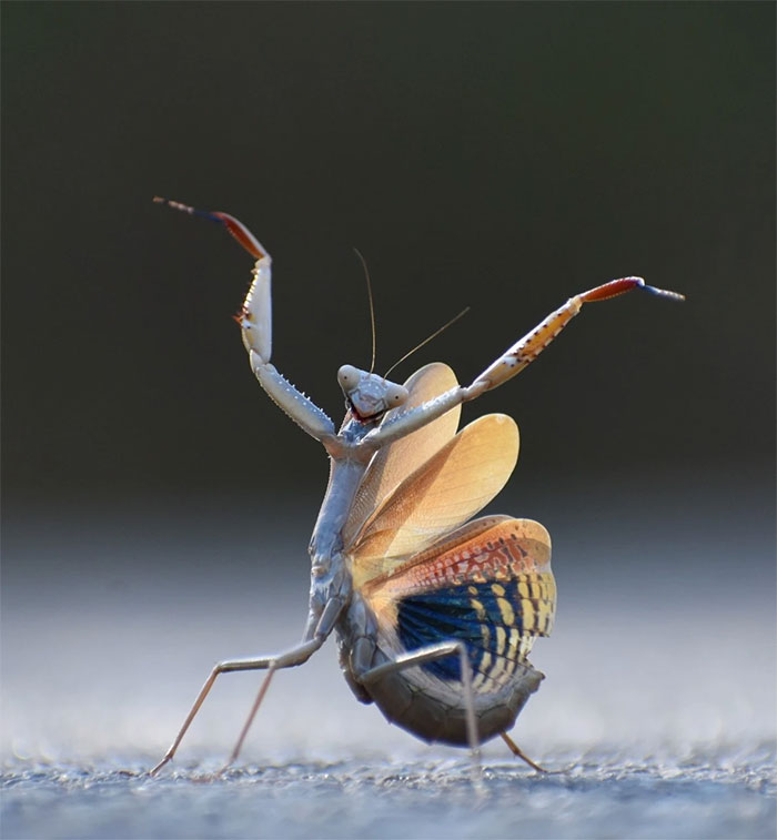 Funniest wild animal photos of 2024 Picture 19