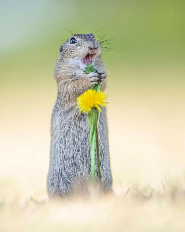 Funniest wild animal photos of 2024 Picture 20
