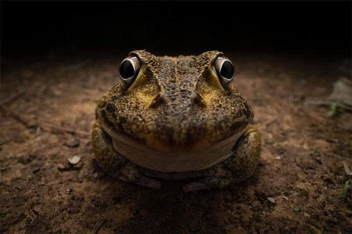 Funniest wild animal photos of 2024 Picture 21