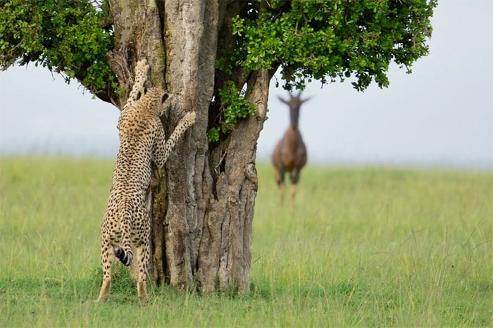 Funniest wild animal photos of 2024 Picture 22