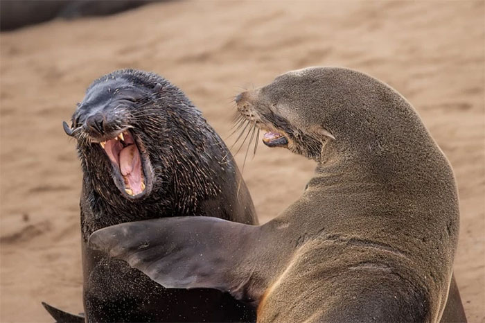 Funniest wild animal photos of 2024 Picture 23