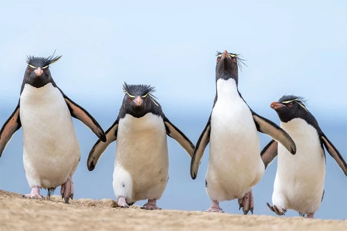 Funniest wild animal photos of 2024 Picture 26