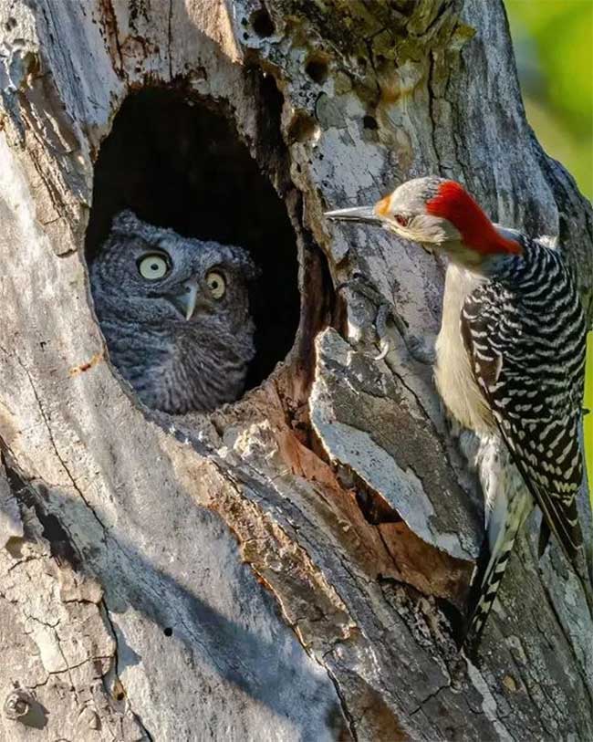 Funniest wild animal photos of 2024 Picture 27