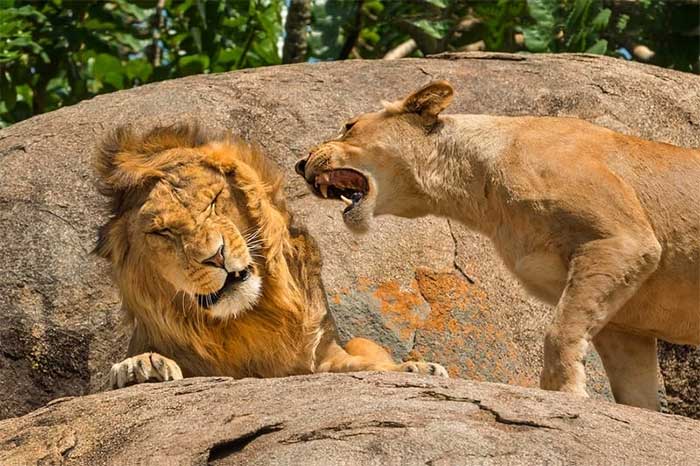 Funniest wild animal photos of 2024 Picture 29