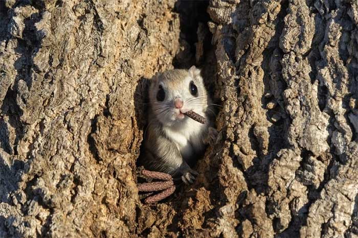 Funniest wild animal photos of 2024 Picture 30