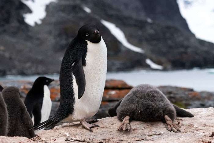 Funniest wild animal photos of 2024 Picture 31