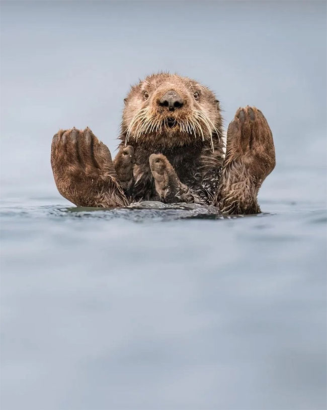 Funniest wild animal photos of 2024 Picture 7