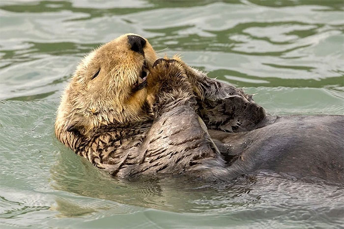 Funniest wild animal photos of 2024 Picture 8