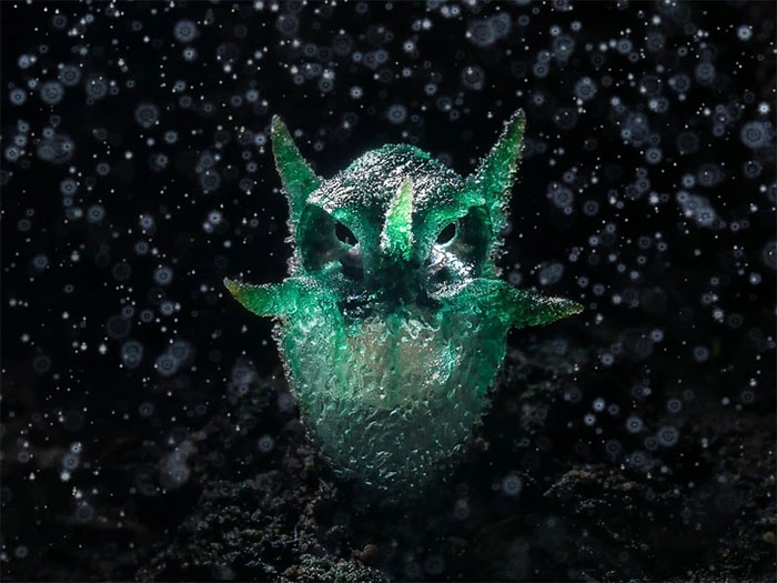 Picture 1 of Funny plants shaped like owls