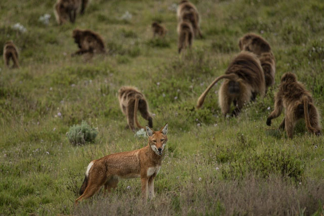Gelada monkeys are trying to tame wolves the same way humans did in the past! Picture 3