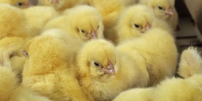 Gene editing to select sex for animals to reduce killing Picture 3
