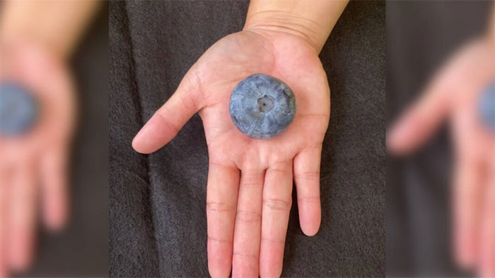 Picture 1 of Giant blueberry breaks Guinness World Record
