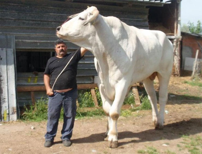 Picture 2 of Giant cow 2 meters high, weighs 1700kg