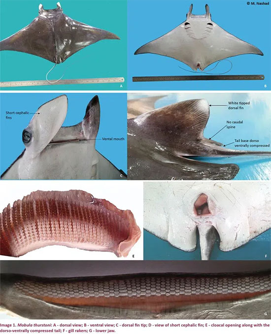 Picture 2 of Giant creature that can weigh 3 tons, 9m long - Sharks also become small when swimming next to them
