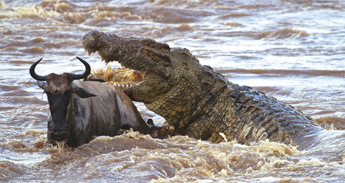 Picture 1 of Giant Nile crocodile - the nightmare of millions of wildebeest during the migration season