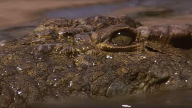 Picture 2 of Giant Nile crocodile - the nightmare of millions of wildebeest during the migration season