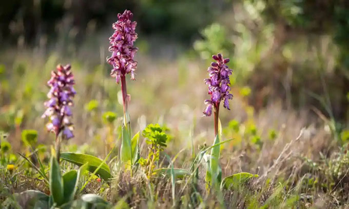 Picture 1 of Giant orchids first appeared in the UK