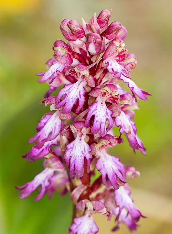 Picture 2 of Giant orchids first appeared in the UK