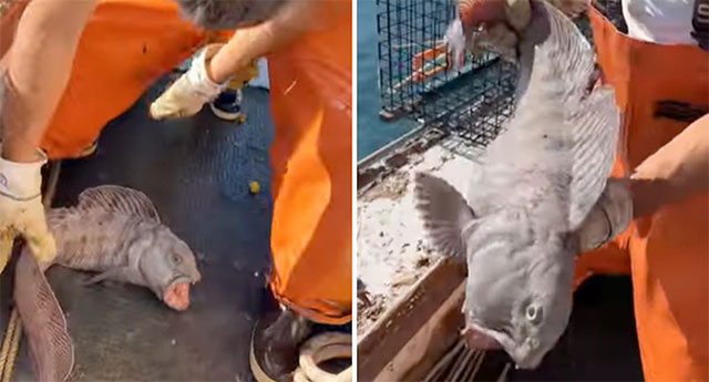 Picture 1 of Giant wolf fish wipes out entire lobster catch in American fisherman's nets.