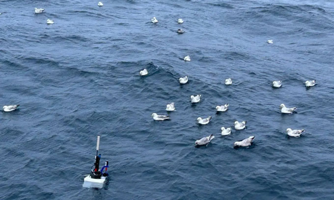 Global phytoplankton weighs as much as 250 million elephants Picture 1