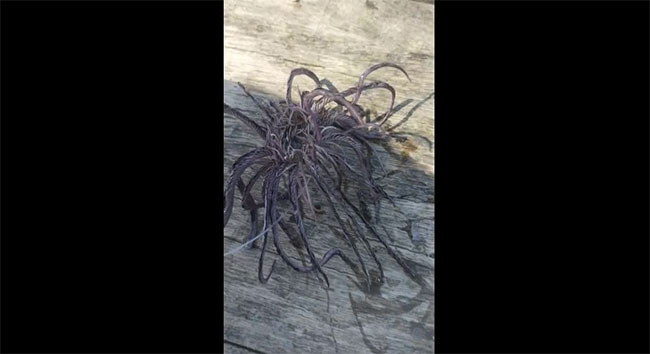 Picture 1 of Going fishing, the man was scared when he caught something scary