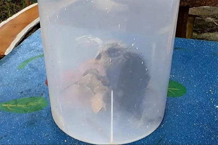 Going fishing, woman catches strange-looking animal, turns out to be rare species Picture 2