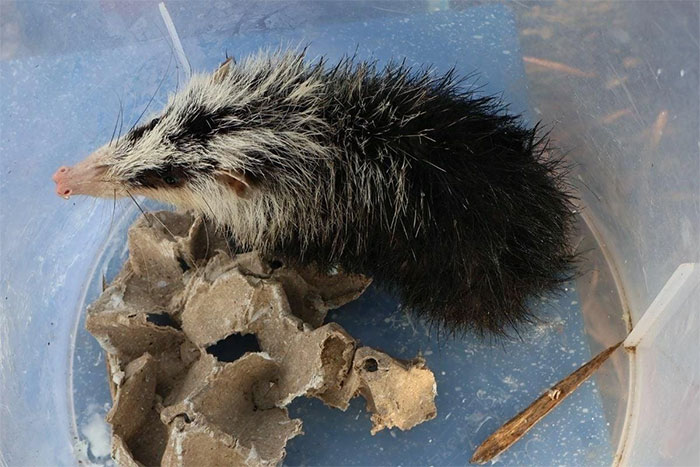 Going fishing, woman catches strange-looking animal, turns out to be rare species Picture 3