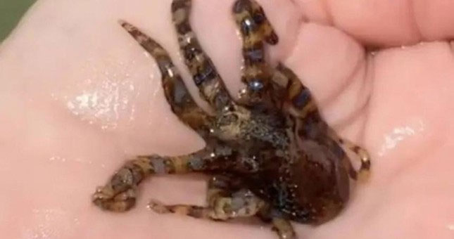 Going to the sea to play, the girl found a beautiful little octopus, who expected it to be more deadly than a king cobra Picture 1