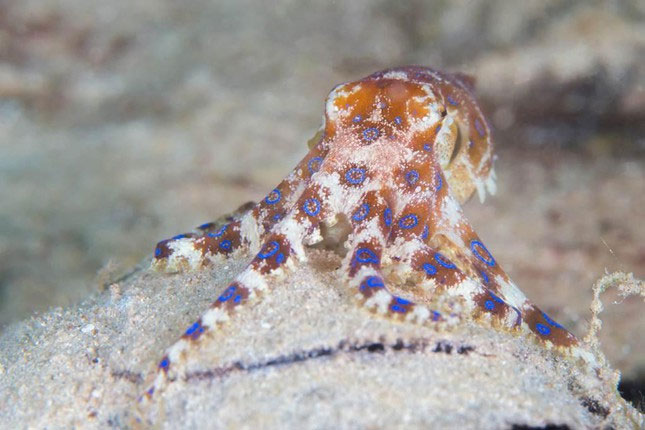 Going to the sea to play, the girl found a beautiful little octopus, who expected it to be more deadly than a king cobra Picture 2