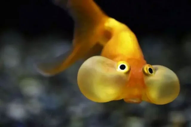 Picture 9 of Goldfish, the most pitiful fish on our planet