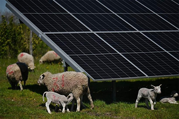 Picture 1 of 'Grass Grazing + Solar' Model - Technology and Animals Coexistence on the Rise in the US