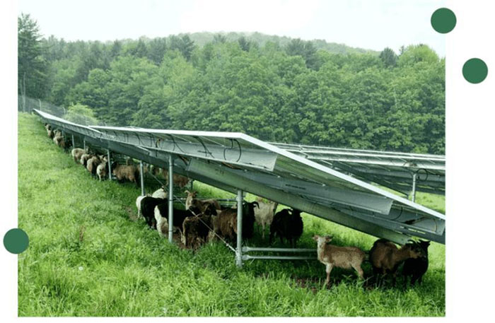 Picture 2 of 'Grass Grazing + Solar' Model - Technology and Animals Coexistence on the Rise in the US