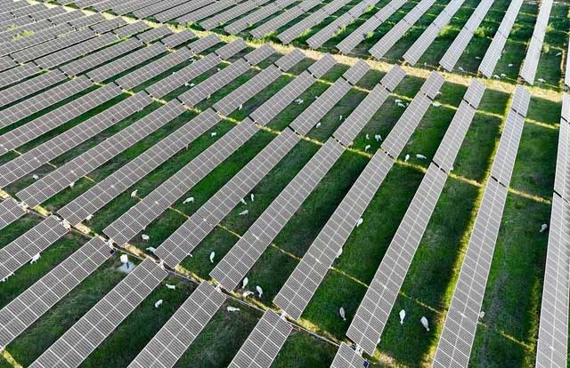 Picture 3 of 'Grass Grazing + Solar' Model - Technology and Animals Coexistence on the Rise in the US