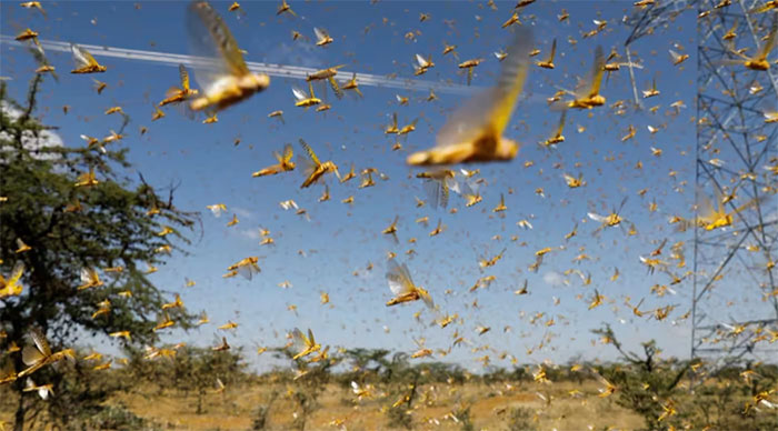 Picture 3 of Grasshoppers have been ravaging the Earth since before the dinosaurs were born
