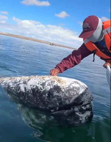 Gray whale approaches boat, asks man to remove lice from head Picture 1